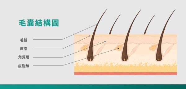 毛囊結構